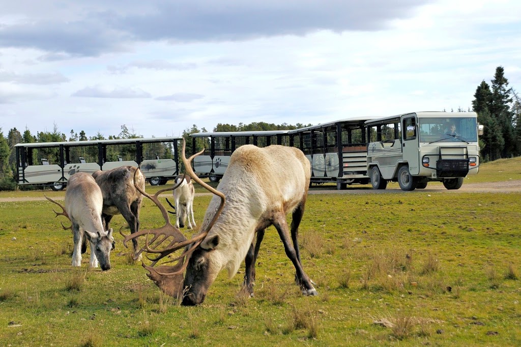 Zoo Sauvage de Saint-Felicien | 2230 Bd du Jardin, Saint-Félicien, QC G8K 0H1, Canada | Phone: (418) 679-0543