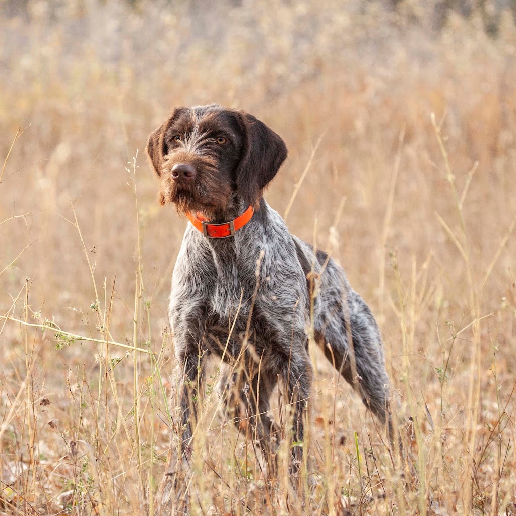 North Country Sporting Dogs | 144260 388th Avenue West, Foothills, AB T1S 3E2, Canada | Phone: (403) 988-3414