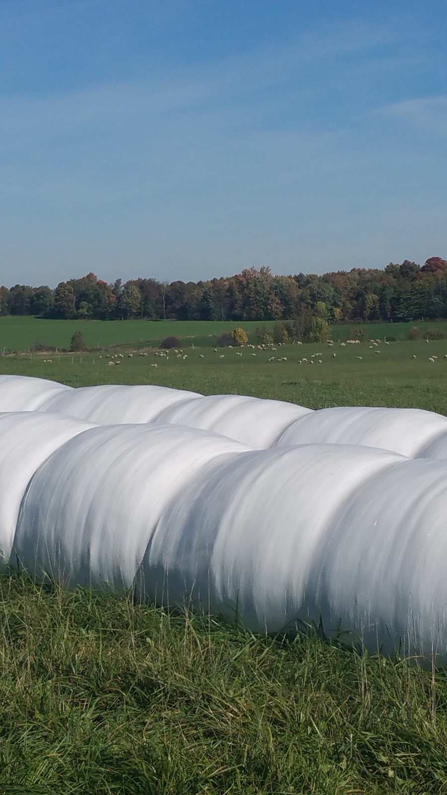 Blyth Farm Cheese | 82521 Allboro Line, Blyth, ON N0M 1H0, Canada | Phone: (226) 523-5884