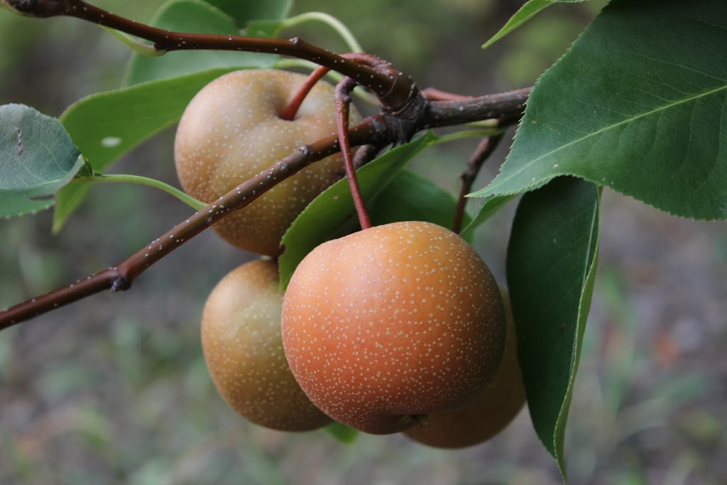 Pépinière Aux Arbres Fruitiers | 5094 QC-125, Rawdon, QC J0K 1S0, Canada | Phone: (514) 418-4109