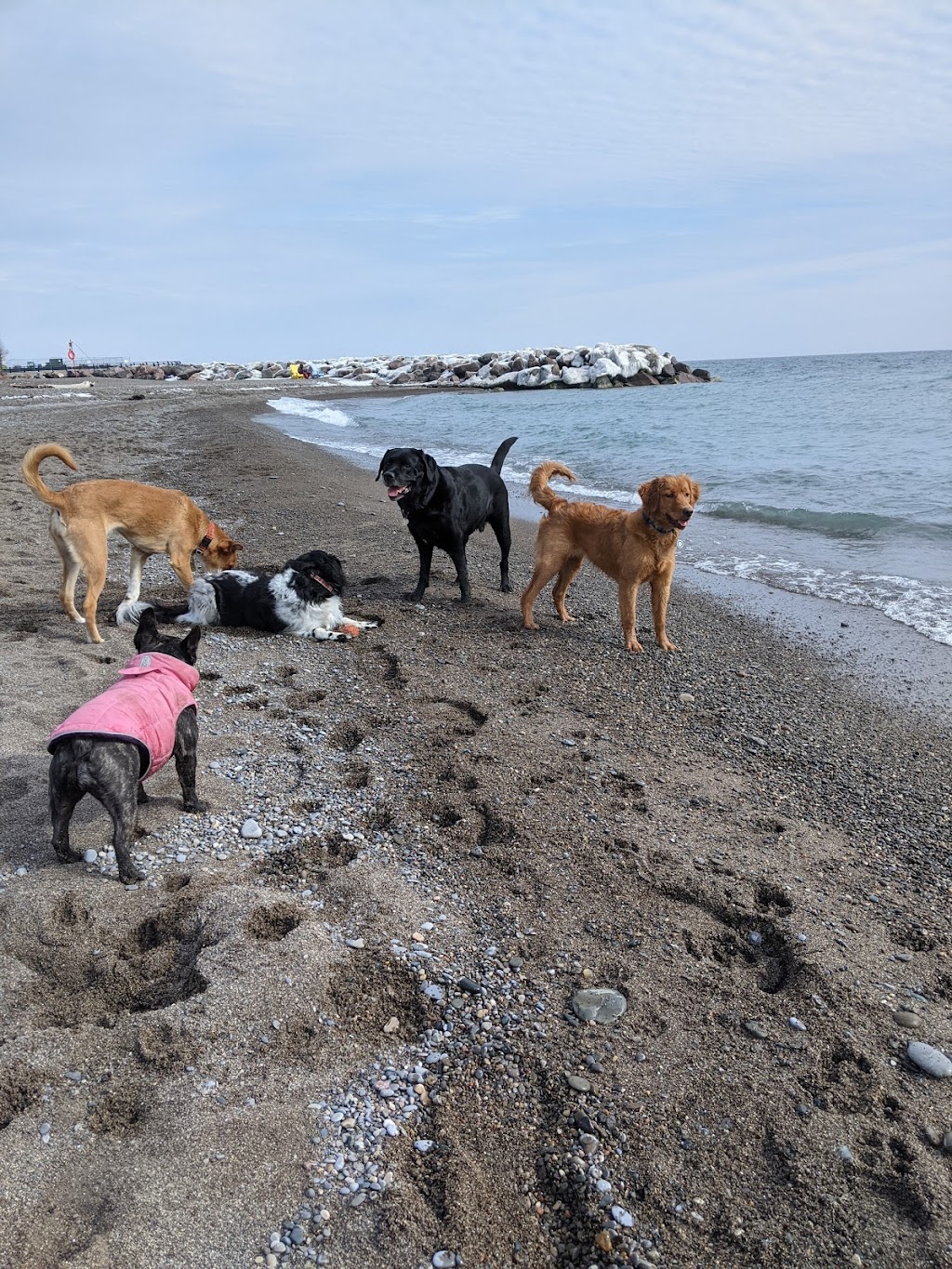 Back2thePack Dog Walking Toronto | 66 Natal Ave, Scarborough, ON M1N 3V4, Canada | Phone: (647) 891-7582