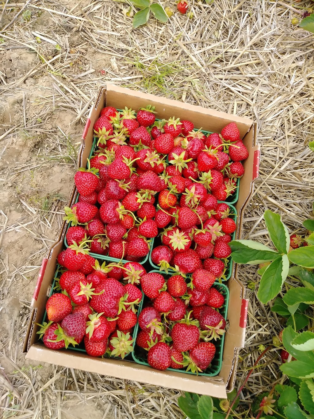 Austins Strawberries | 2591 Cockshutt Rd, Waterford, ON N0E 1Y0, Canada | Phone: (519) 443-5837