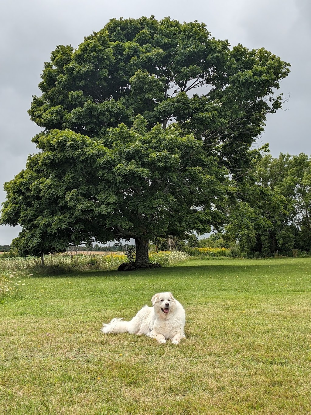 Fiddlers Green Country Cottages | 201 Britain Shore Rd, Brackley Beach, PE C1E 2P6, Canada | Phone: (902) 672-2044