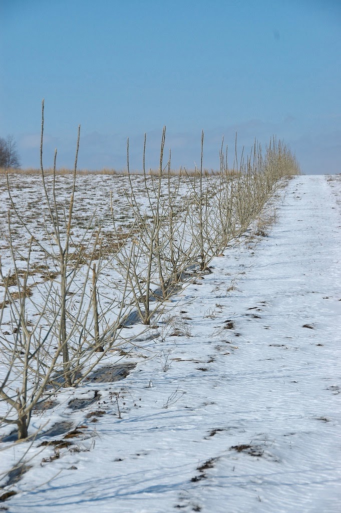 Sherwoods Forests Tree Farm | 50042 Range Rd 31, Warburg, AB T0C 2T0, Canada | Phone: (780) 848-2548