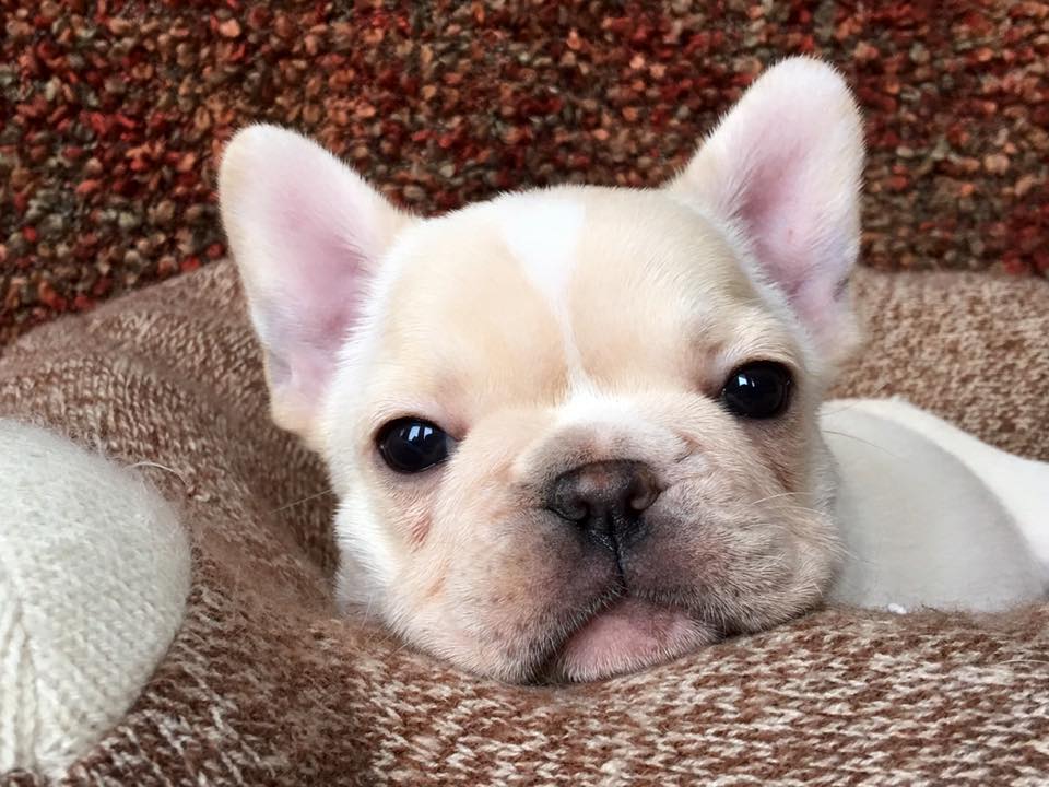 Bullmarket - French Bulldog Breeders Since 1989 | Durham, ON N0G 1R0, Canada | Phone: (519) 369-4410