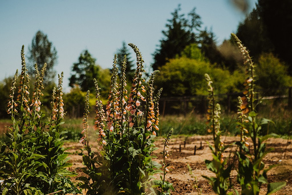 Little Tribune Farm | 6160 Central Rd, Hornby Island, BC V0R 1Z0, Canada | Phone: (250) 702-3316