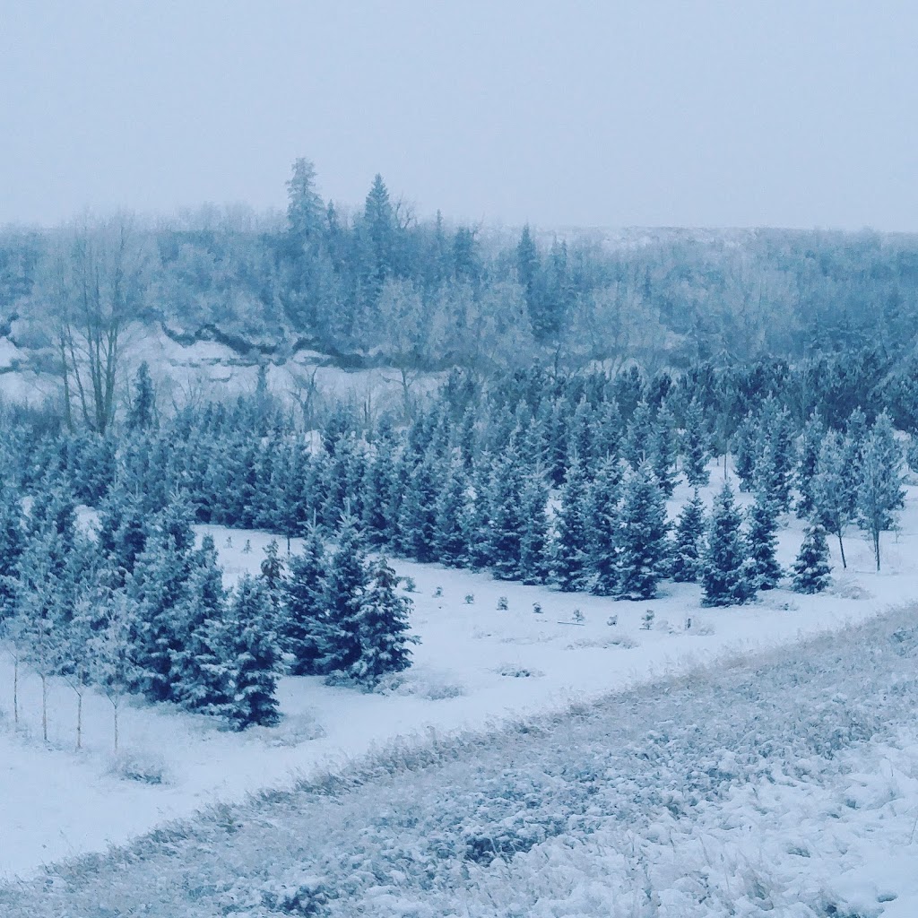 5 Star Trees LTD. | Foothills County, AB T0L 0A0, Canada | Phone: (403) 256-2089