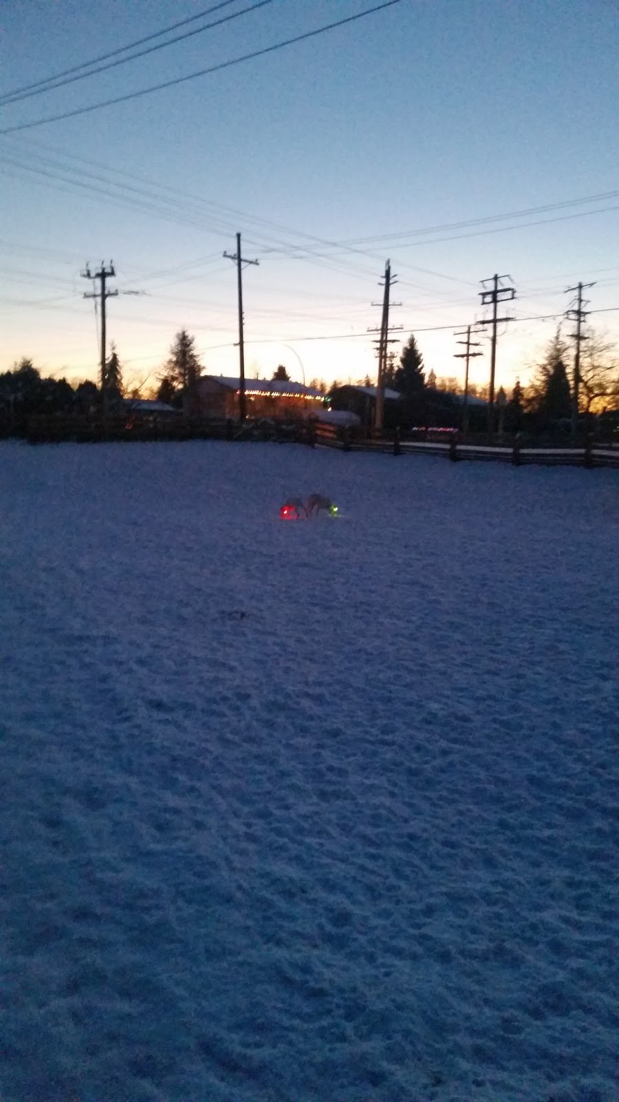 Port Kells Substation Off-Leash Dog Park | 9506 213 St, Langley City, BC V1M 1T2, Canada | Phone: (604) 532-7350