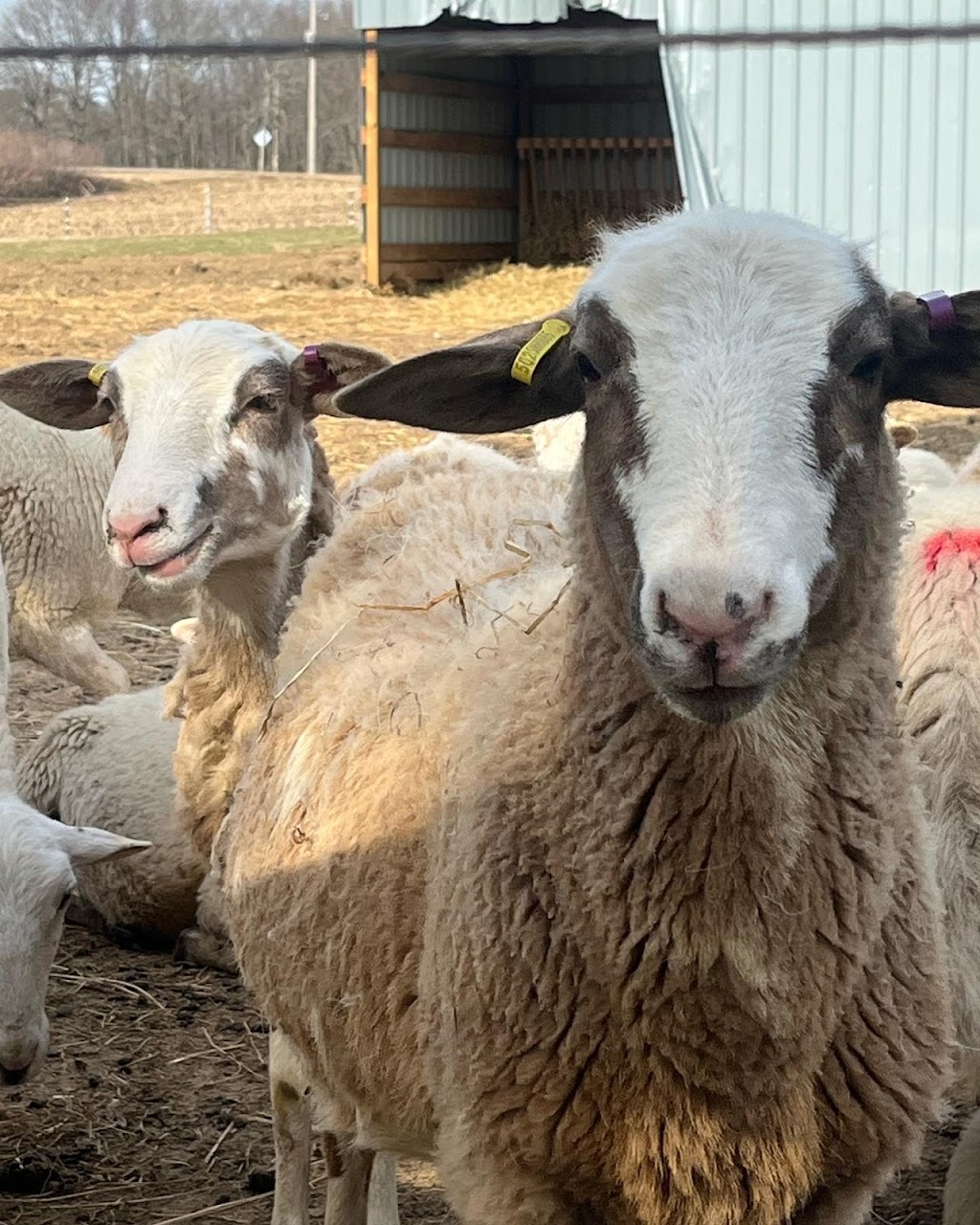 The Sheep Farm | 1324 E Quarter Line, Walsingham, ON N0E 1X0, Canada | Phone: (519) 635-9558