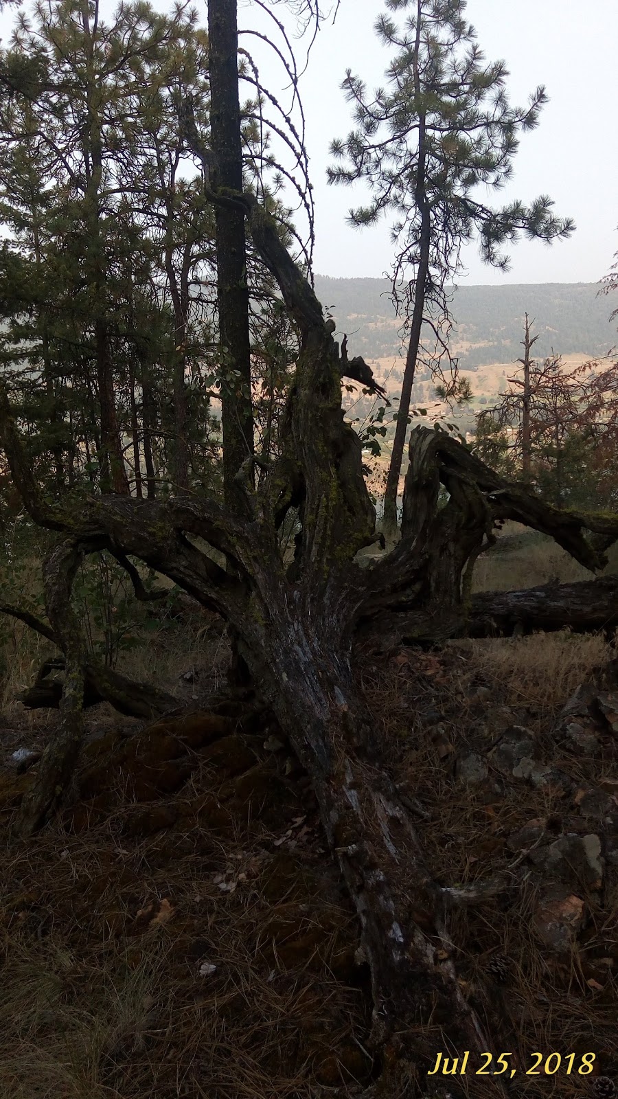 Spion Kop Trail - Pelmewash Trailhead | Pelmewash Pkwy, Lake Country, BC V4V 2H1, Canada