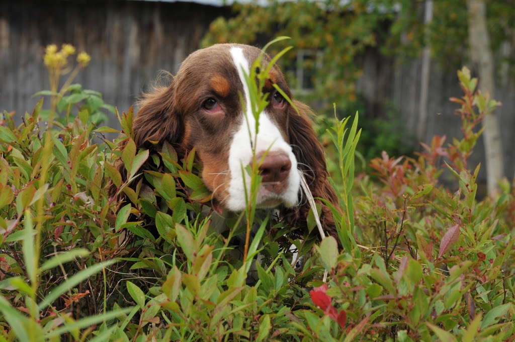 Comportement canin Charlevoix | 435 Rang Saint Joseph, La Malbaie, QC G5A 2A9, Canada | Phone: (418) 324-3113