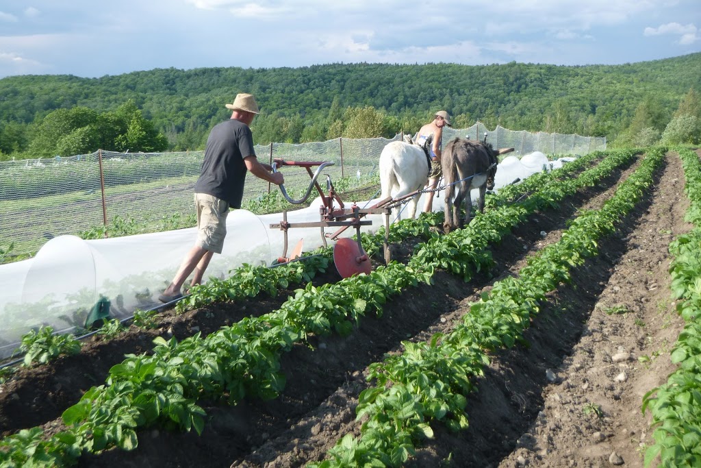 Les jardins au pas de lâne | 485 Avenue Centrale S, Stratford, QC G0Y 1P0, Canada | Phone: (418) 443-1200