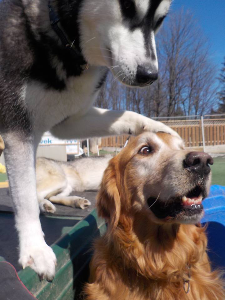 Waggs n Whiskers (Daycare-Kennel Free Boarding & Off-Leash Dog  | 11661 ON-7, Carleton Place, ON K7C 0C5, Canada | Phone: (613) 253-6369