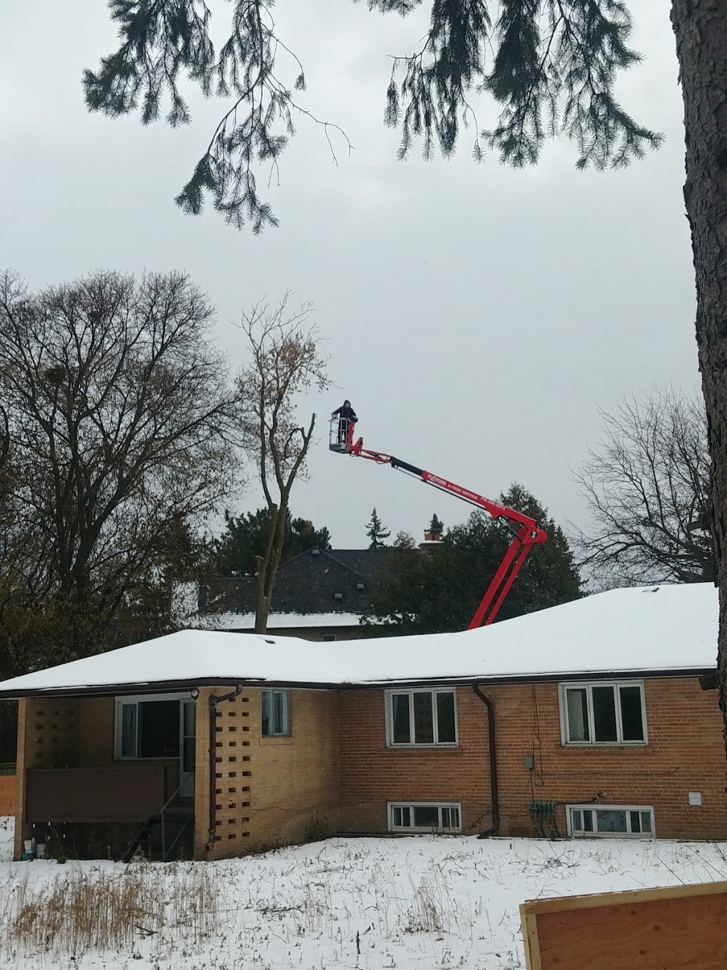 Evolution Tree Care | East Gwillimbury, ON L9N 0E6, Canada | Phone: (647) 521-7425