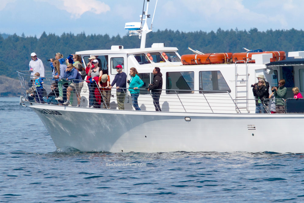 San Juan Safaris - Whale Watching | 10 Front St #102, Friday Harbor, WA 98250, USA | Phone: (360) 378-1323