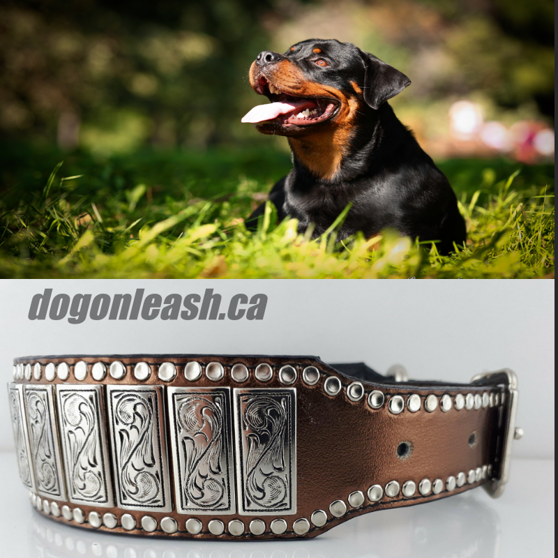 Dog On Leash | 412 Rue du Golf, Saint-Zotique, QC J0P 1Z0, Canada | Phone: (514) 887-2074