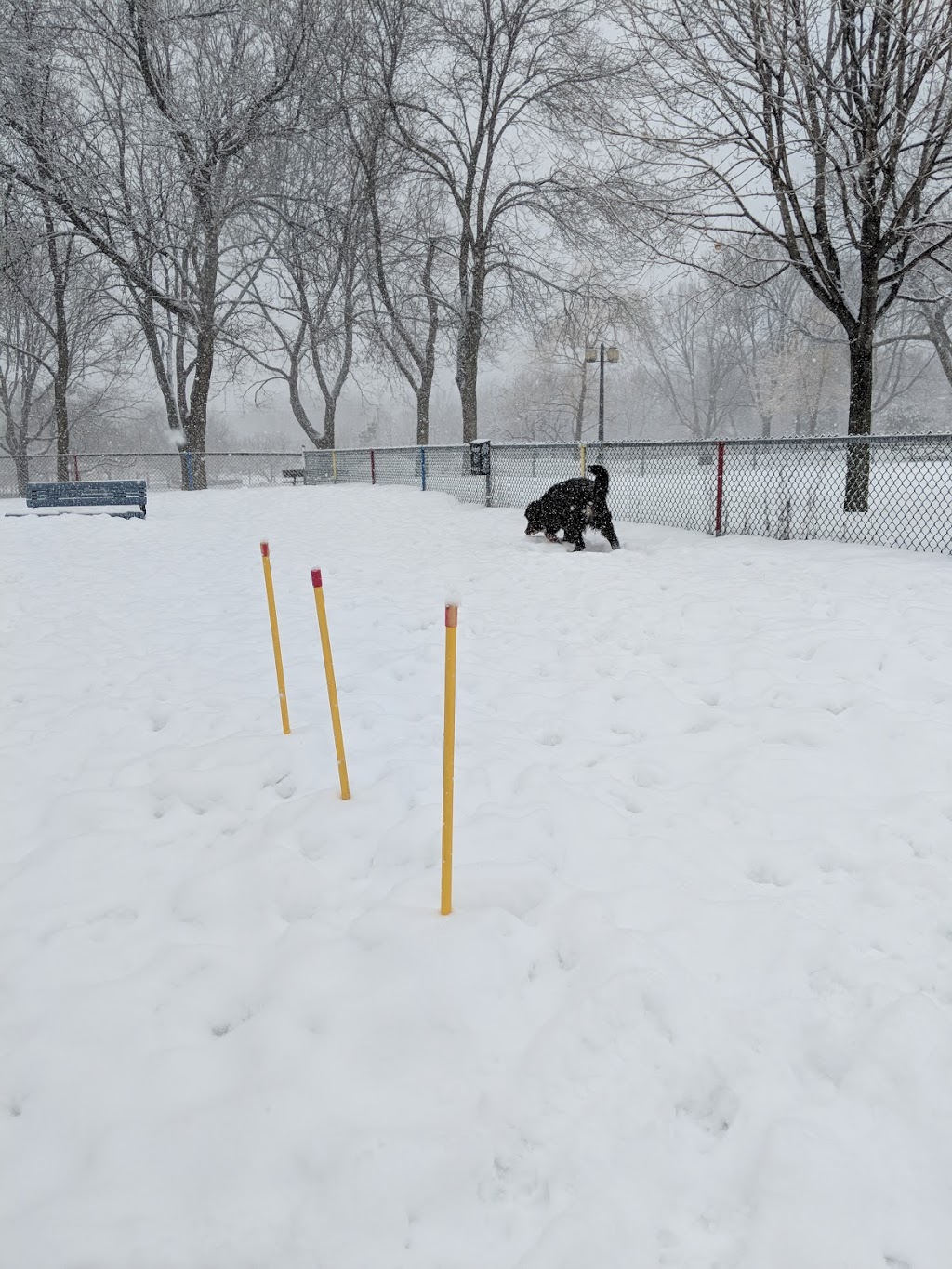 Sault-au-Récollet dog park | 13070 Avenue Charton, Montréal, QC H2B 2E1, Canada | Phone: (514) 743-5735