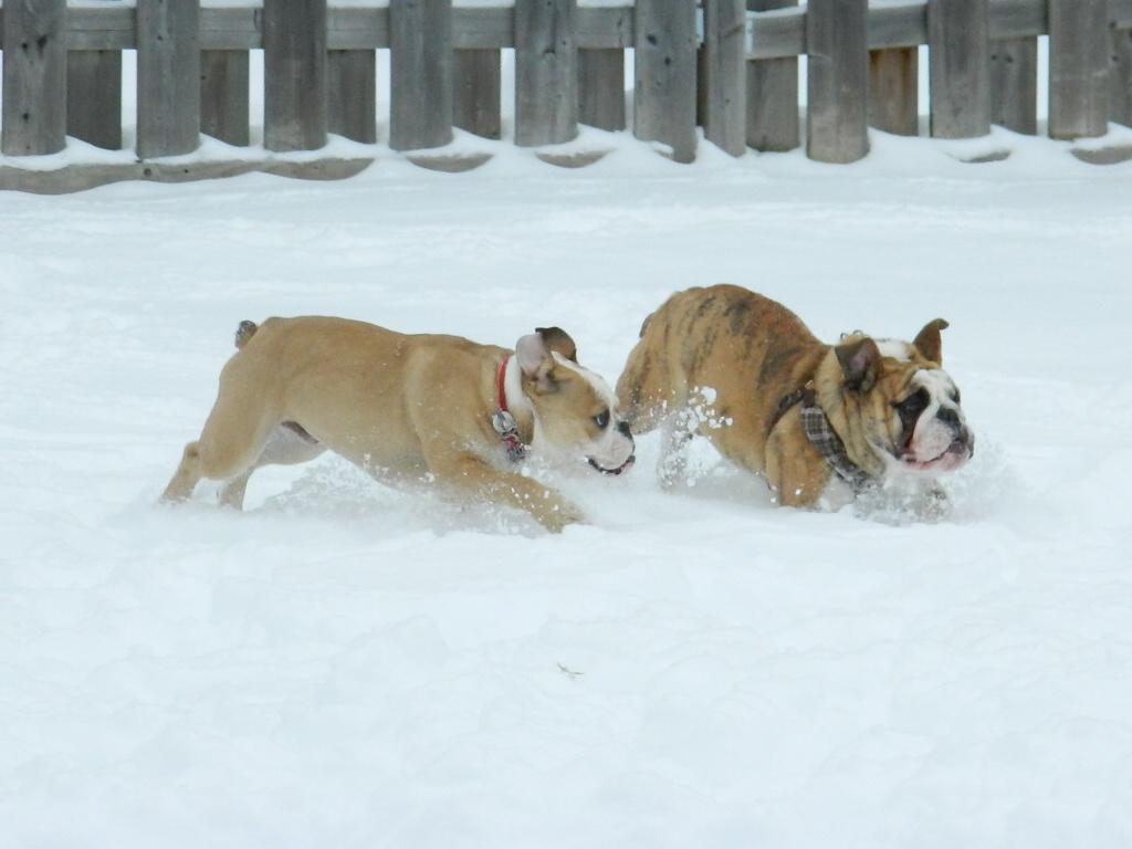 Misty Meadows Boarding Kennel | 16214 County Rd 18, Lunenburg, ON K0C 1R0, Canada | Phone: (613) 534-3986