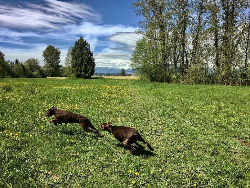 Pitt Meadows Dyke Trail System | 1Z1, Trans Canada Trail, Pitt Meadows, BC V3Y 1Z1, Canada