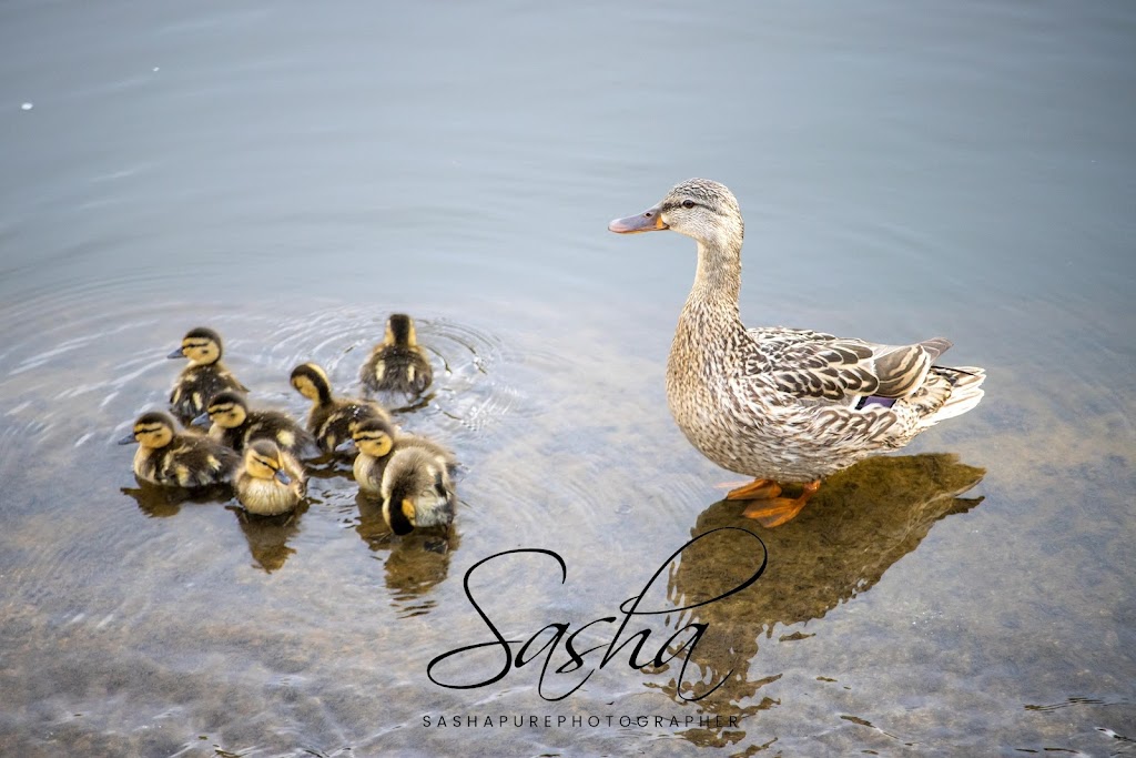 Sashapurephotography | 7 Fred Cooper Way, Sutton, ON L0E 1R0, Canada | Phone: (905) 960-1907