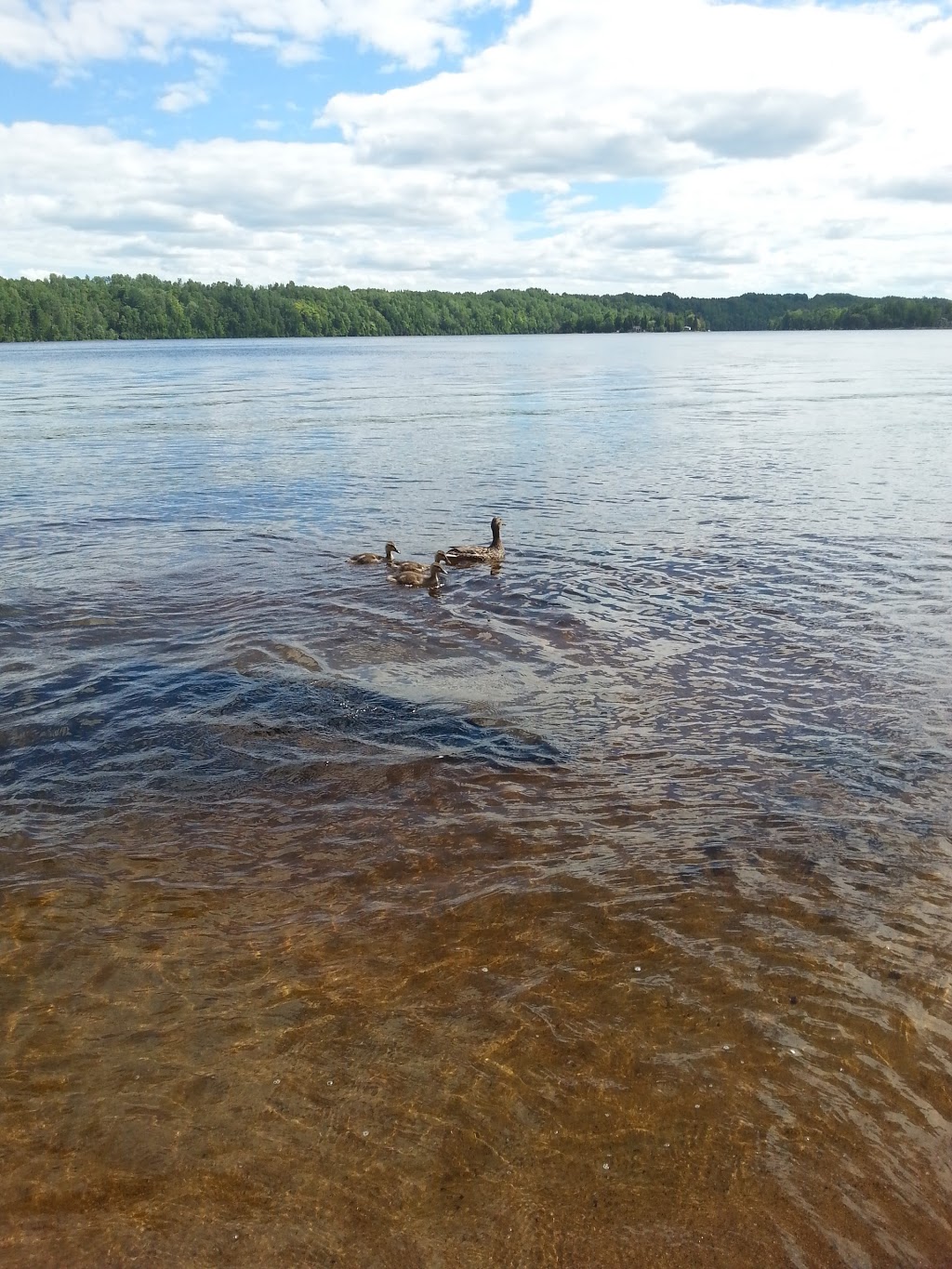 Plage sentier Hydro-Québec | Shawinigan, QC G9N 7J4, Canada