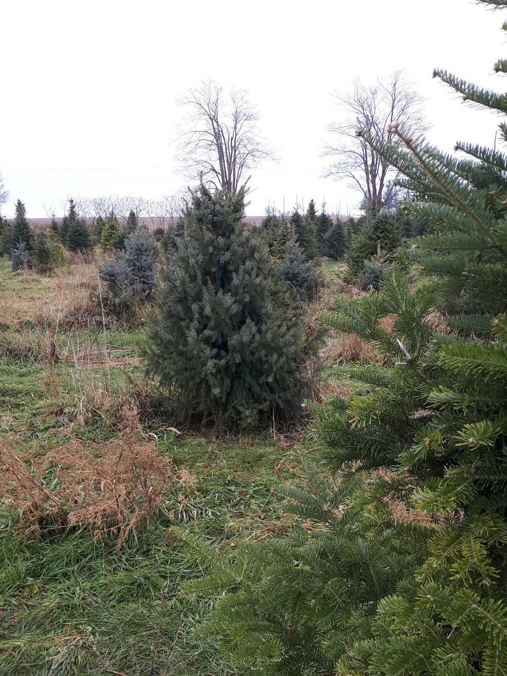 Vanderklooster Christmas Trees | 424847 Substation Rd, Burgessville, ON N0J 1C0, Canada | Phone: (519) 535-0215