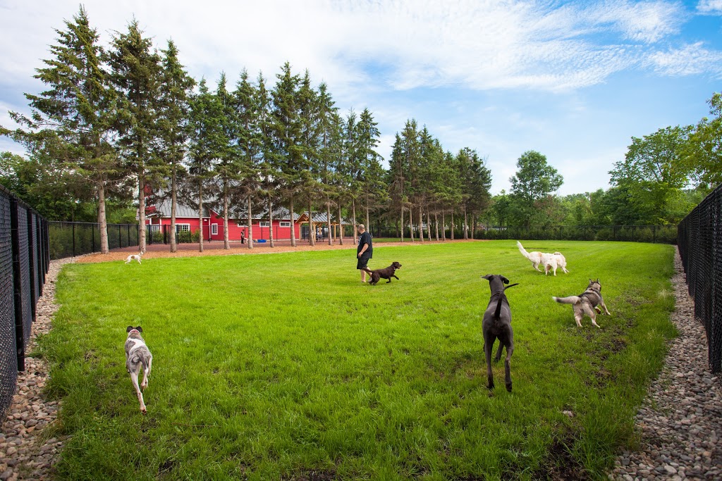 Le Dog Club Espace Canin | 266 Chemin Scott, Rigaud, QC J0P 1P0, Canada | Phone: (450) 451-8868