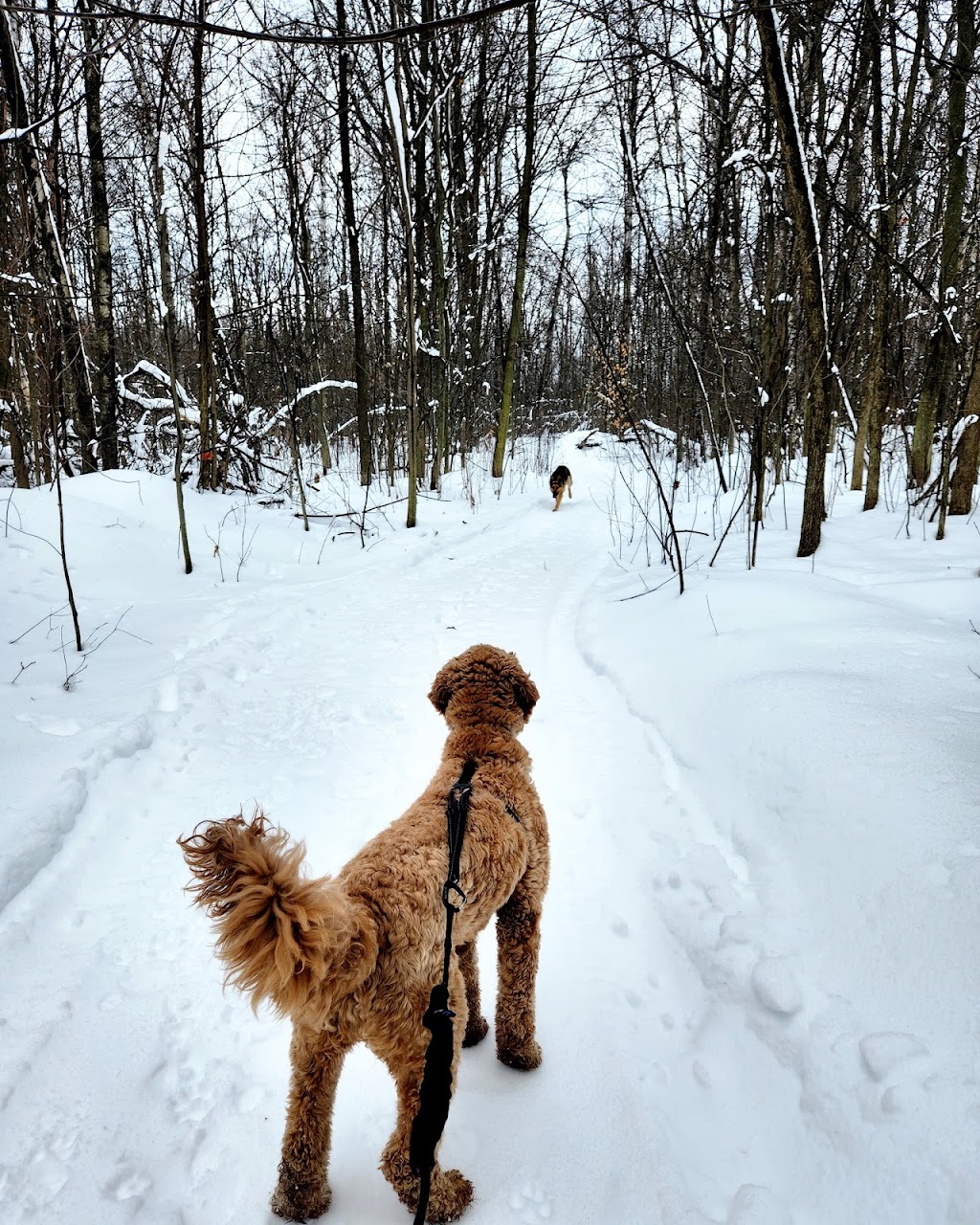 IDI Entrainement canin - Laval - | 1055 Rue Principale, Laval, QC H7X 1C1, Canada | Phone: (514) 742-7672