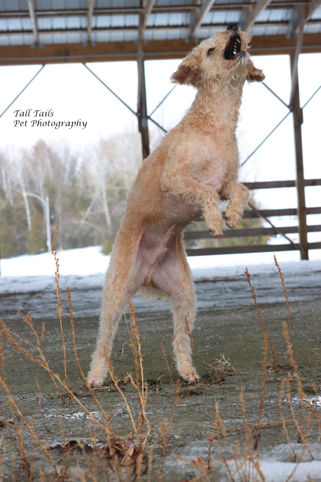 Tall Tails Pet Photography | 107 High St, Sutton, ON L0E 1R0, Canada | Phone: (905) 960-1907