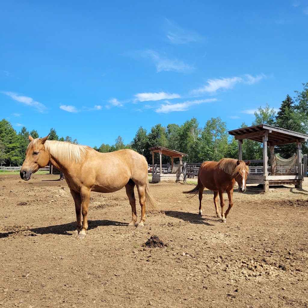 The Equi-AMI stables | 1251 Chem. des Défricheurs, Shawinigan, QC G9T 5K4, Canada | Phone: (819) 533-3221