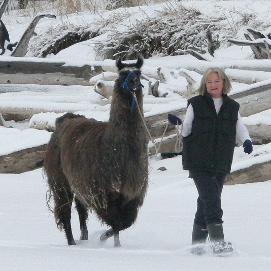 The Llama Sanctuary | 2415 Chase Falkland Rd, Chase, BC V0E 1M1, Canada | Phone: (250) 679-8121