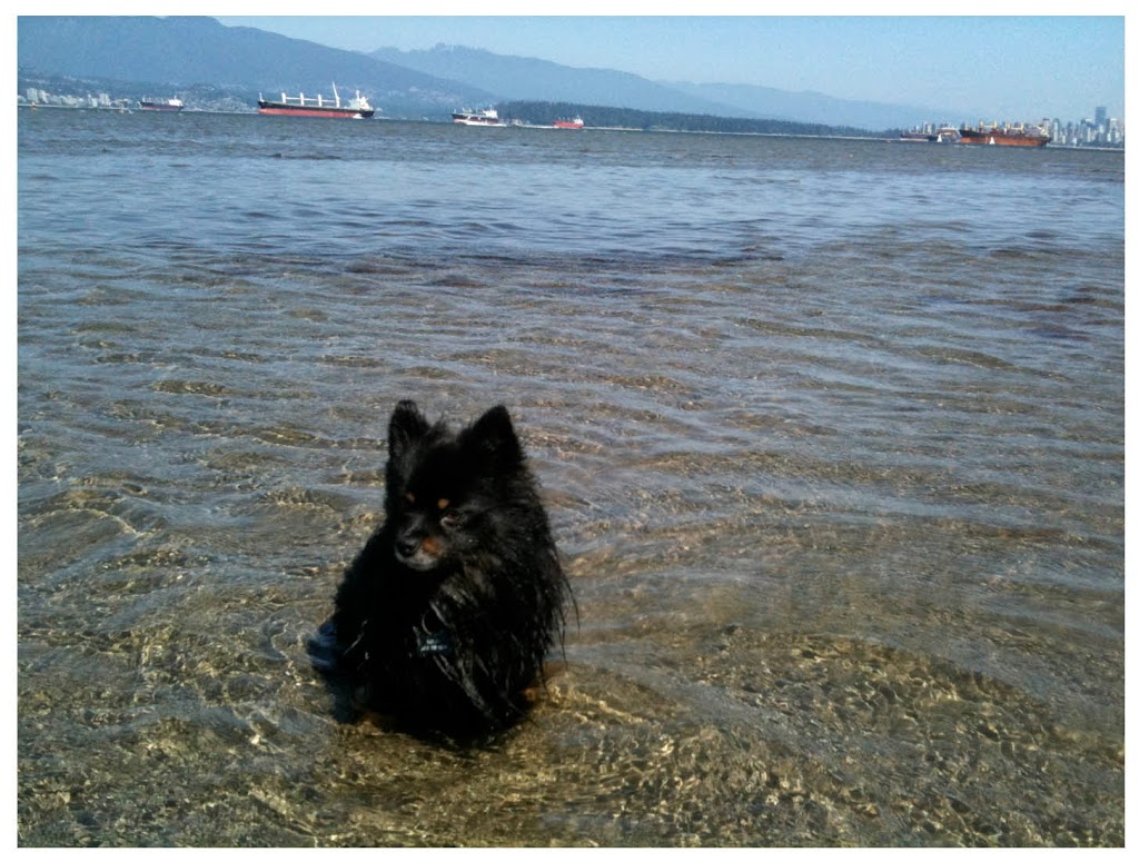 Sweet Pea & Me Dog Adventures and Care | Bowron Ct, North Vancouver, BC V7H 2P4, Canada | Phone: (778) 240-5747