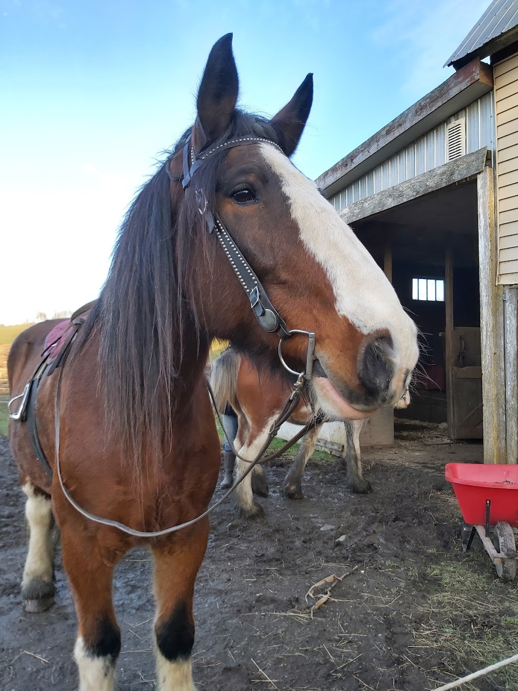 Serenity Acres Family Ranch | 7321 Nova Scotia Trunk 1, Ellershouse, NS B0N 1L0, Canada | Phone: (902) 791-1215