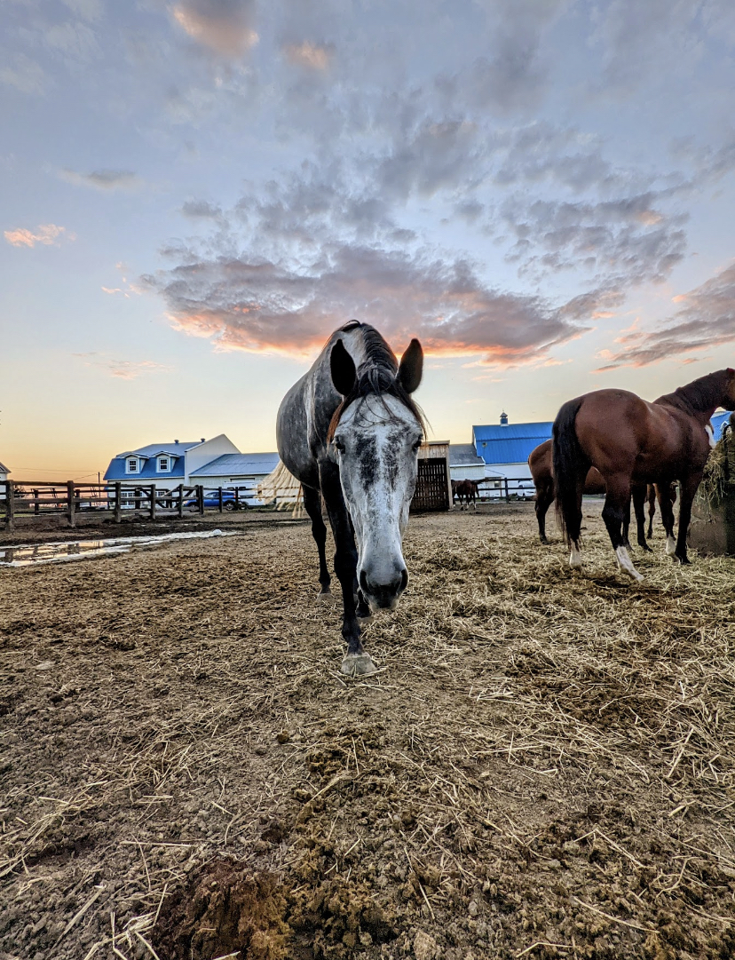 Vintage Oasis Farm | 775 Bd Saint-Luc, Saint-Jean-sur-Richelieu, QC J2W 2G6, Canada | Phone: (514) 883-2315