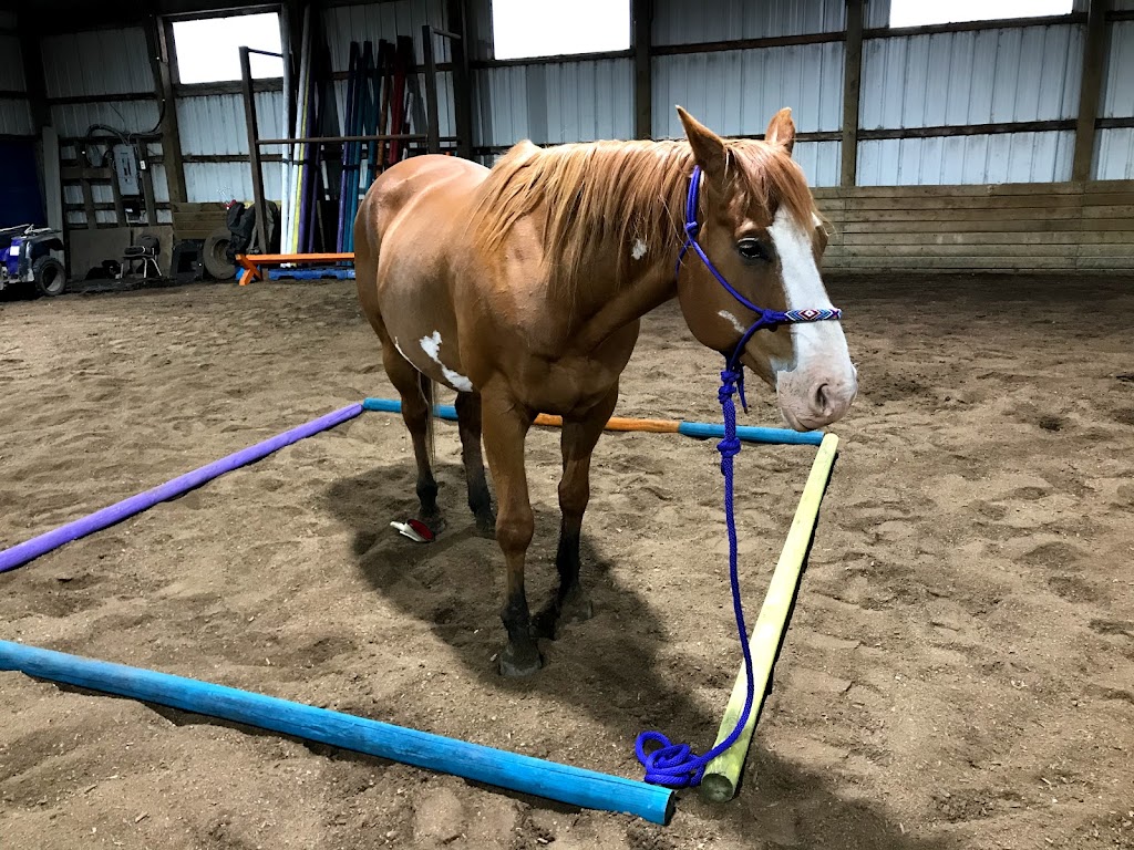 Mane Attraction Stables | 32277, Range Rd 13, Olds, AB T4H 1T8, Canada | Phone: (403) 990-0786