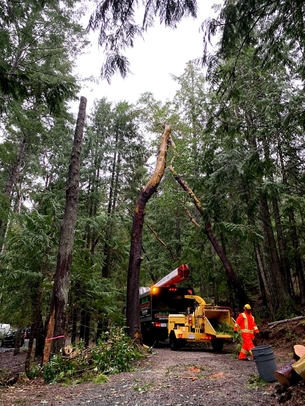 Foster Tree Care | 1038 Station Rd, Coombs, BC V0R 1M0, Canada | Phone: (250) 248-7898