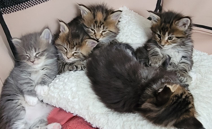 Adora Coon. Maine Coon Cattery | River Rd E, Wasaga Beach, ON L9Z 2M1, Canada | Phone: (416) 837-8537