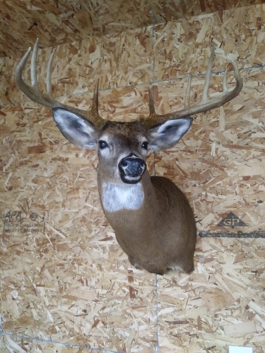 KBtaxidermy | Huntsville, ON P1H 2J4, Canada | Phone: (705) 380-1719