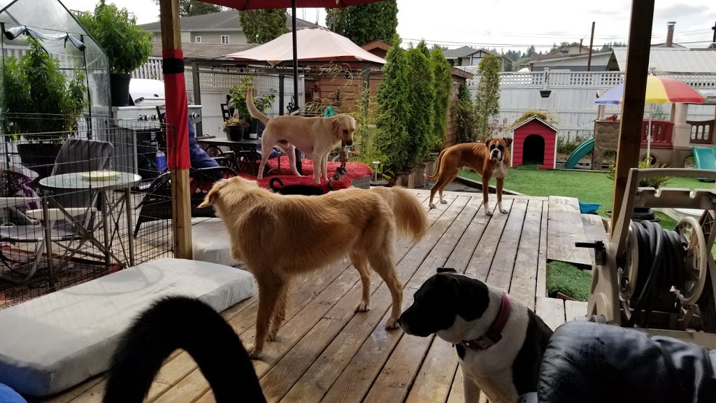 Doggy DooLil Daycare | 12774 114b Ave, Surrey, BC V3V 3P5, Canada | Phone: (778) 368-2341