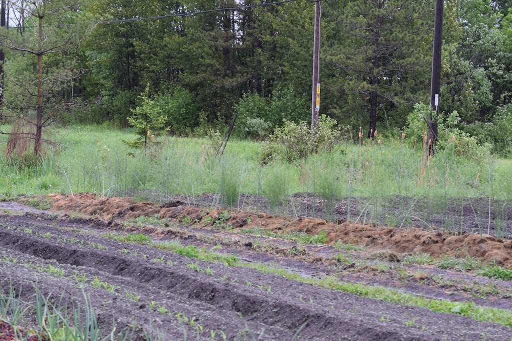 La ferme du chien noir | 523 Sabourin Rd, Sturgeon Falls, ON P2B 2P7, Canada | Phone: (705) 493-4811