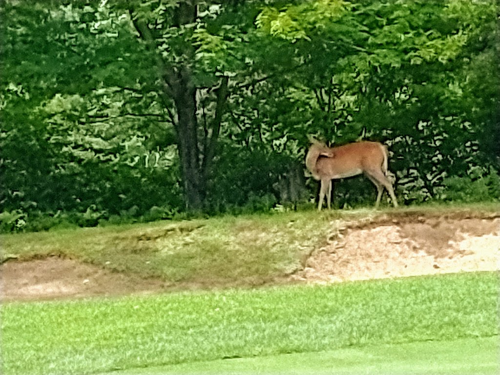 Golf Manitou | 251 Chemin Clément, Mont-Tremblant, QC J8E 1N8, Canada | Phone: (819) 681-7977