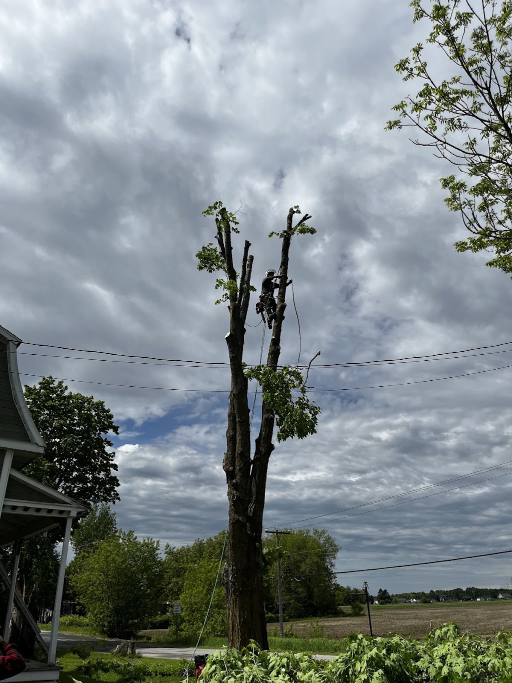 Arboriculture St-Germain | 1296 Rang Saint-Achille, Saint-Ubalde, QC G0A 4L0, Canada | Phone: (418) 326-0517