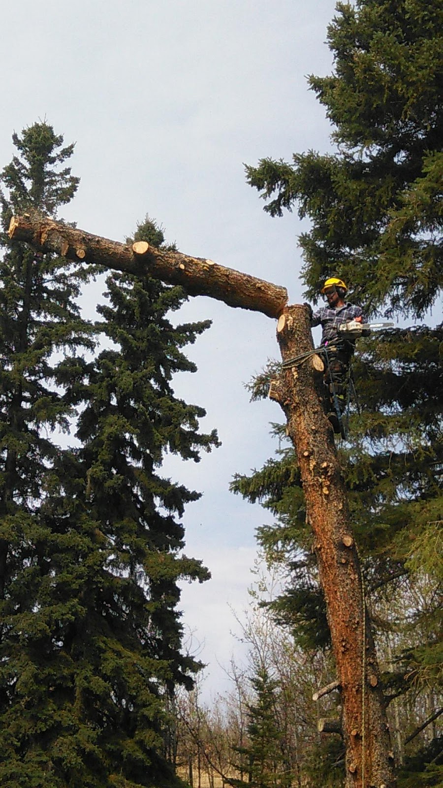 Wileys Tree Services | 128 AB-22, Longview, AB T0L 1H0, Canada | Phone: (403) 479-9122