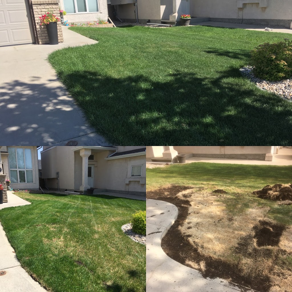 AAA Lawncare | 572 Island Shore Blvd, Winnipeg, MB R3X 2E3, Canada | Phone: (204) 782-5425