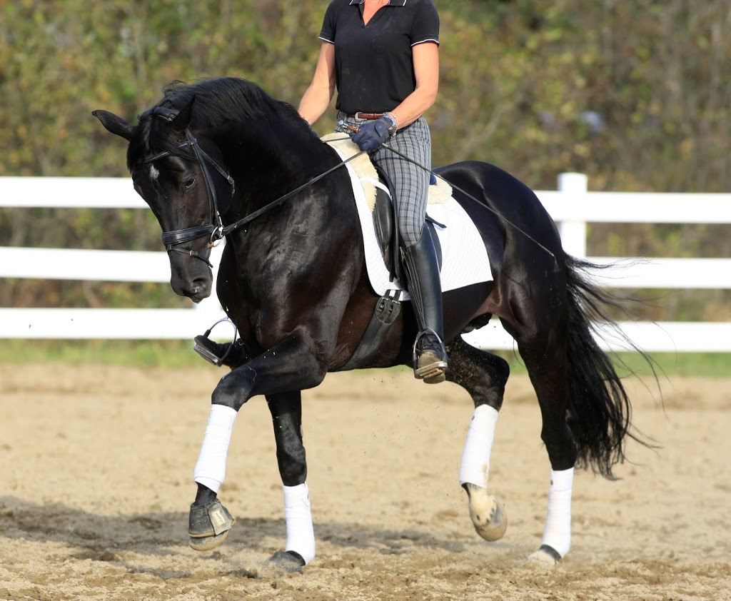 Centre Equestre Evasion | 2005 Chemin Lemire, Sherbrooke, QC J1H 0C5, Canada | Phone: (819) 345-2206