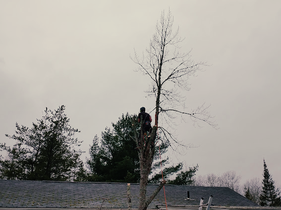 Rescyou Tree Service | 147 Walker Rd, Sackville, NB E4L 3K6, Canada | Phone: (519) 280-1937