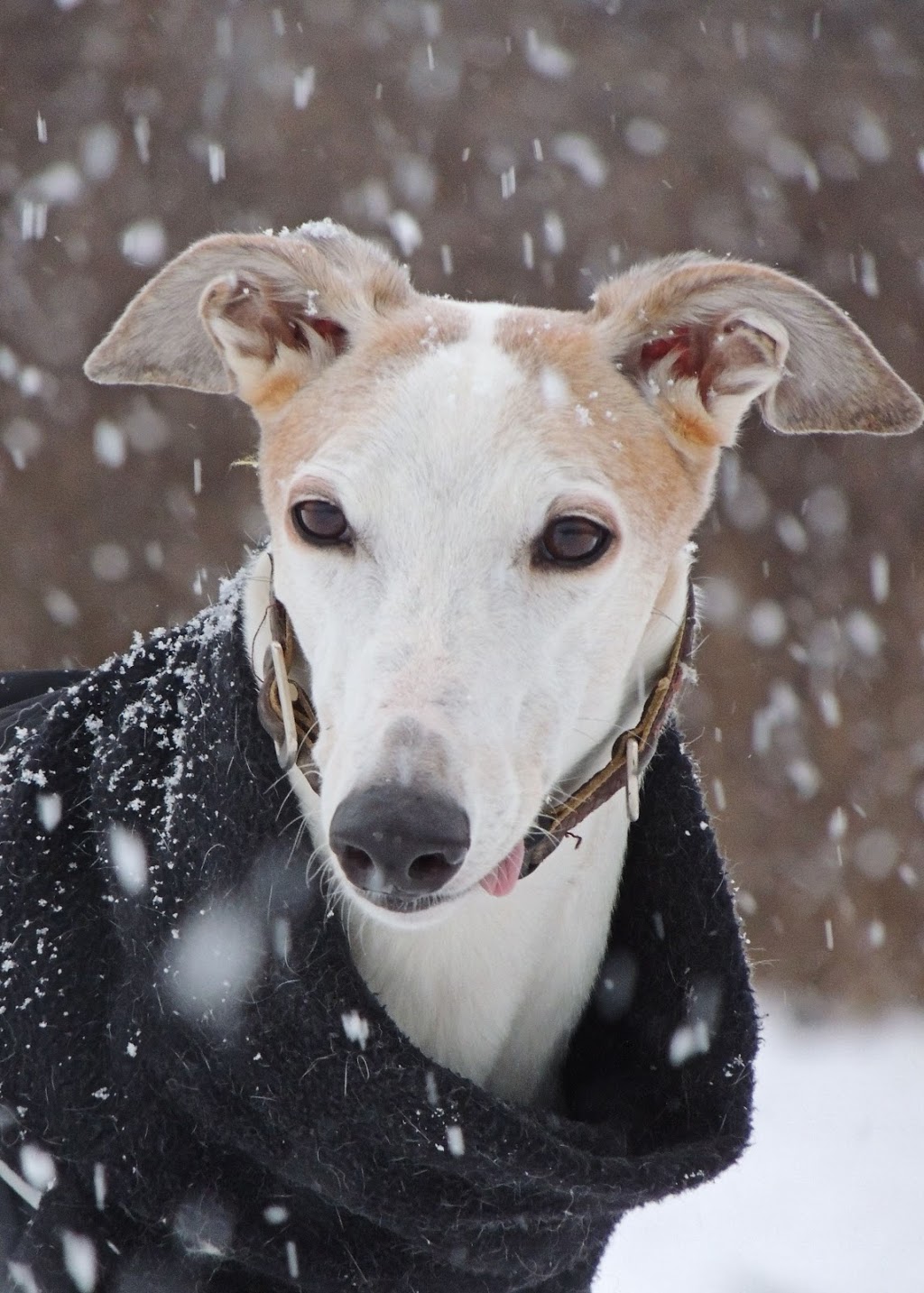 Dogs at Camp GTA - 100 Acres - Hiking & Swimming! | 20850 Marsh Hill Rd, Uxbridge, ON L9P 1R3, Canada | Phone: (905) 862-0273