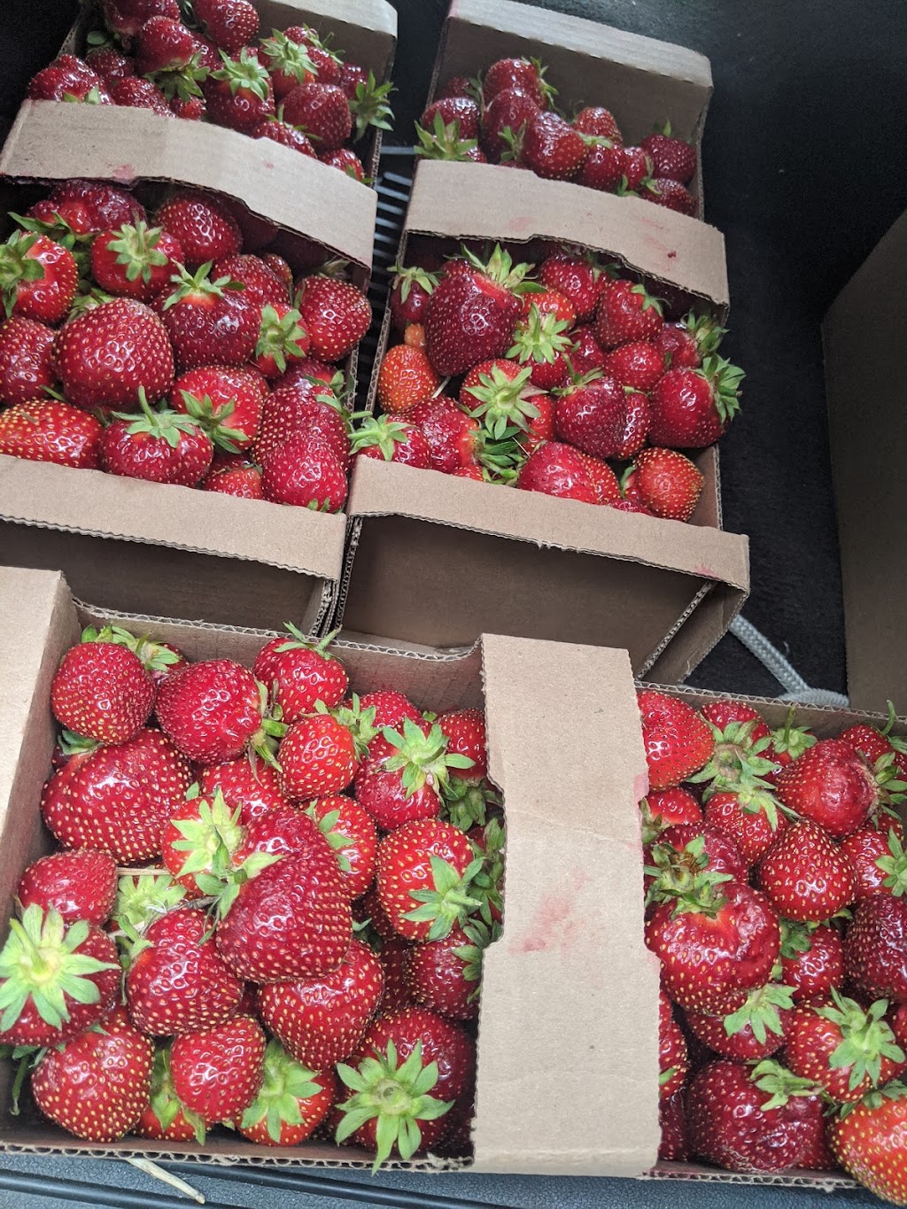 Whiteshell Strawberry Farm | Hwy 11, 1/4 km. N of, Elma, MB R0E 0Z0, Canada | Phone: (204) 348-7660