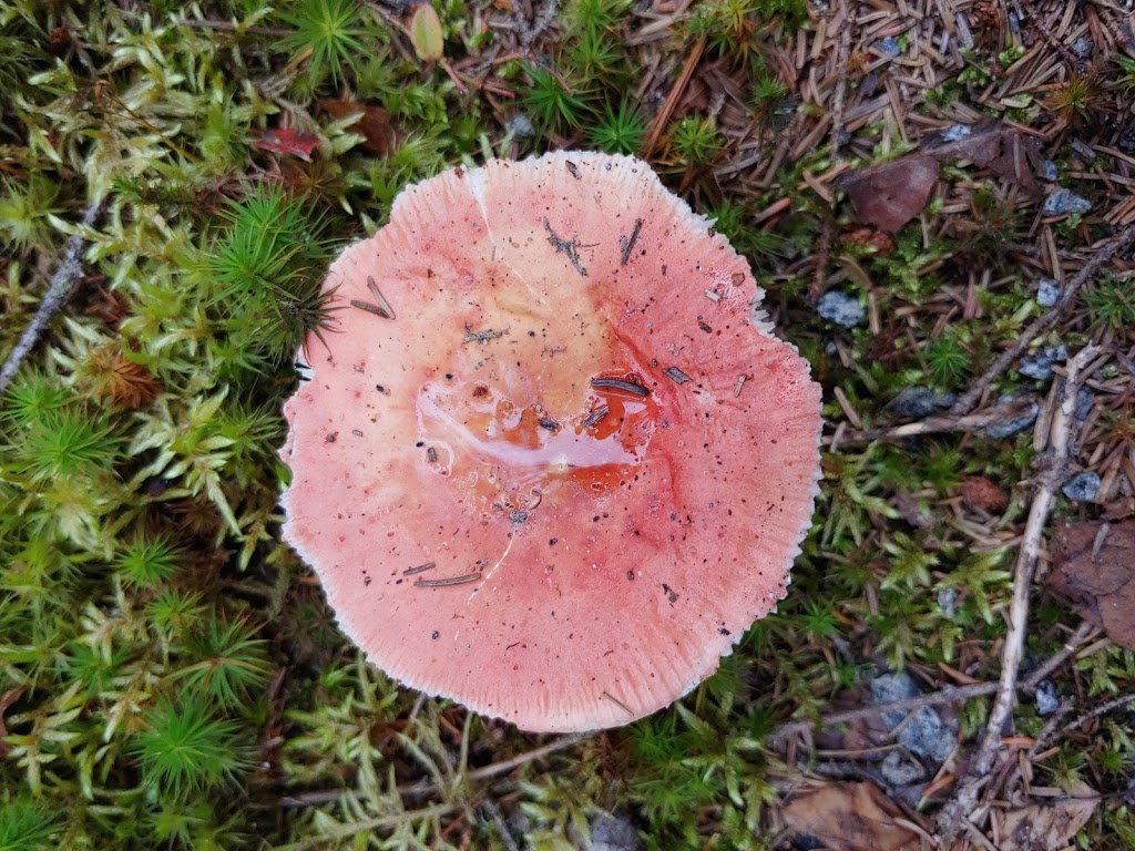 Moose Bog Trail lot | 05846 VT-105, Island Pond, VT 05846, USA