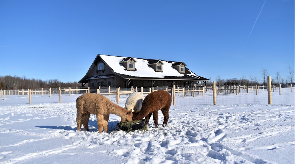 All In Alpacas | 5811 6 Line, Guelph/Eramosa, ON N0B 2K0, Canada | Phone: (519) 212-1695